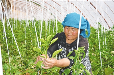 �����ʯɽ�ط�չ��ɫ�����ҵ