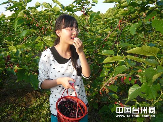 �㽭̨�ݣ��ֵ�һ���ժʱ ֦ͷ���Һ�ɣ�