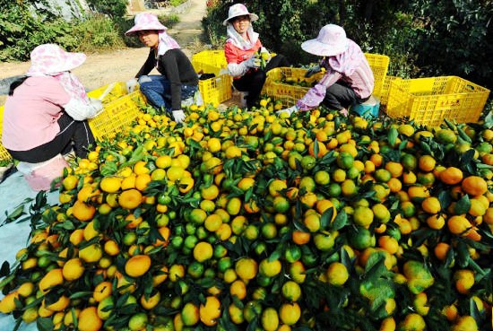 �������ٱ��Ŵ�����֦��