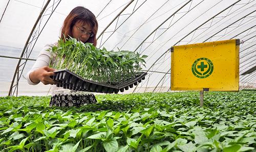 ���������߲˰�ȫ��ɫ����