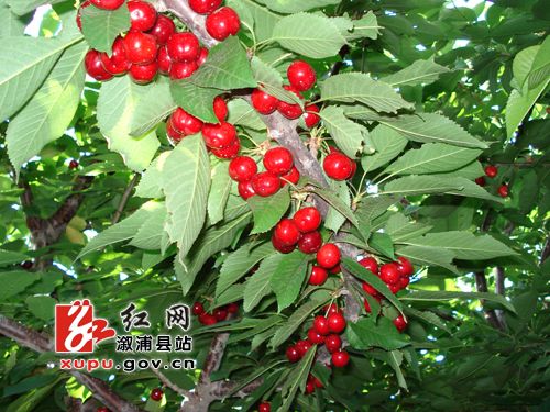 ����������ӣ�ҽ����¸��²�ҵ