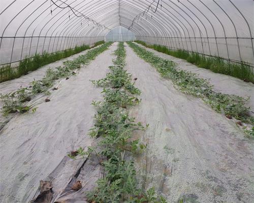 ����������ͨ��������������ʩũҵ������Ȼ