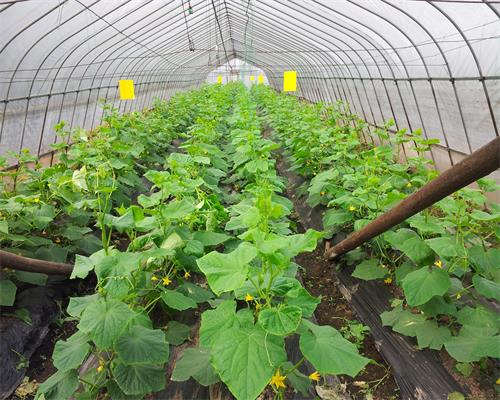 ����ũҵ������Ļƹ�֦��Ҷï