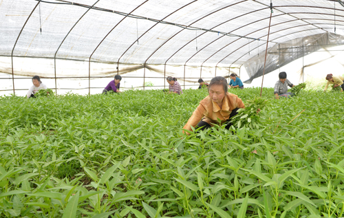 �Ĵ��㰲�������ִ�ũҵ԰���л��߲����չ