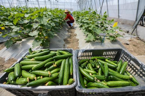 �㽭���ݣ��ִ�ũҵ�Գ�Ч