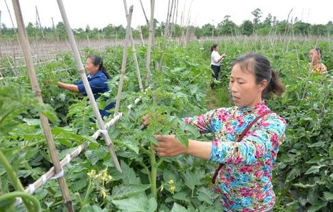 �Ĵ��㰲��԰���л��߲����չ