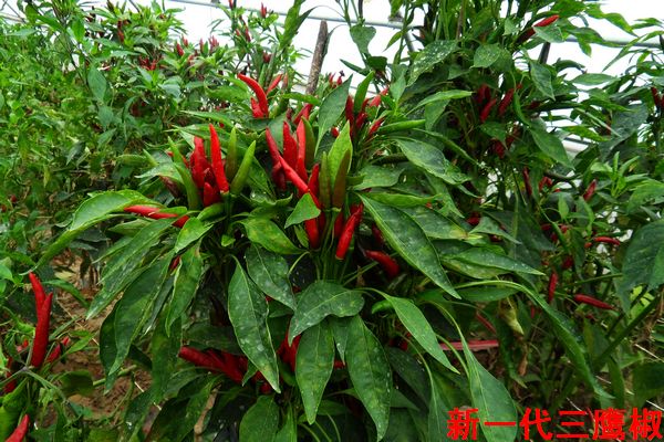 ������ˮ���߲���Ʒ����Ӱ