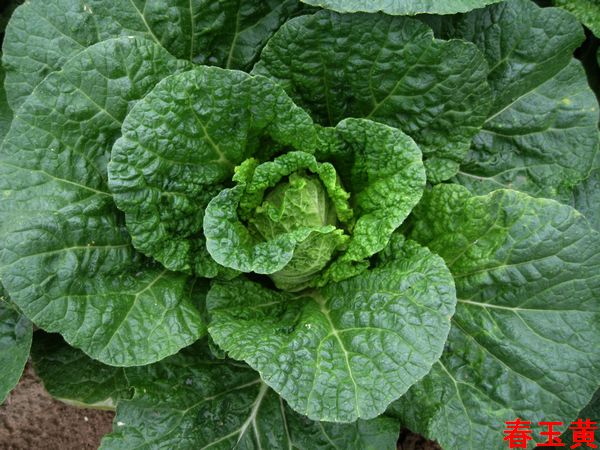 ������ˮ���߲���Ʒ����Ӱ2