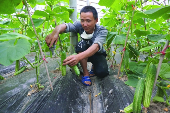 ������˳�أ��߲˲�ҵ���� ������ϣ��