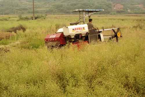 ����˫�����Ͳ˻��� �ڱ�����