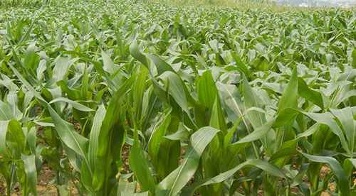 ������Դ�����׸߲�ʾ��Ƭ���׳���ϲ��