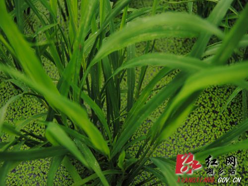 �絾������׳�ɳ�