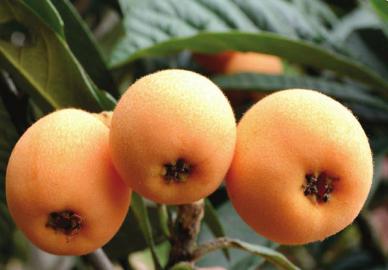 �Ĵ��Ű���ʯ���������ˣ�����