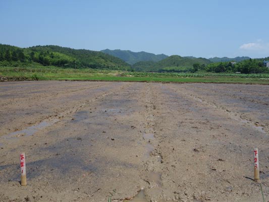 ������������������е�Ʒ�������ﲥ��