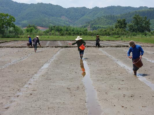 ������������������е�Ʒ�������ﲥ��2