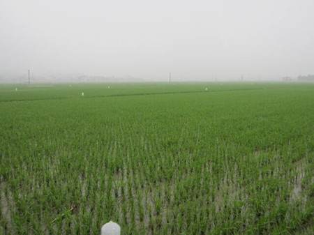 ����ʡֲ��վ�쵼�����綽��ָ��רҵ��ͳ��ͳ�ι���