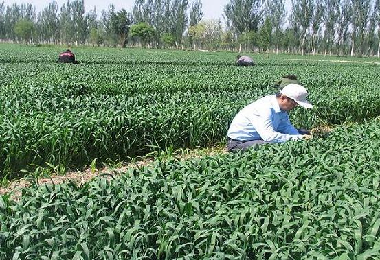 ������ͭϿ�л�������С�󲡳溦