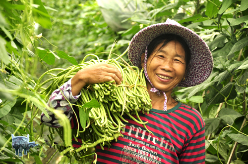 ������Զ�أ���չ�л��߲˲�ҵ��ũ����