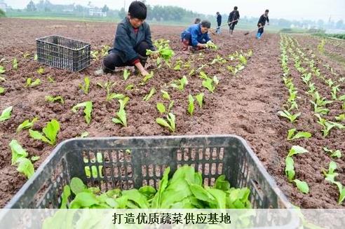 �Ĵ��㰲�����������߲˹�Ӧ����