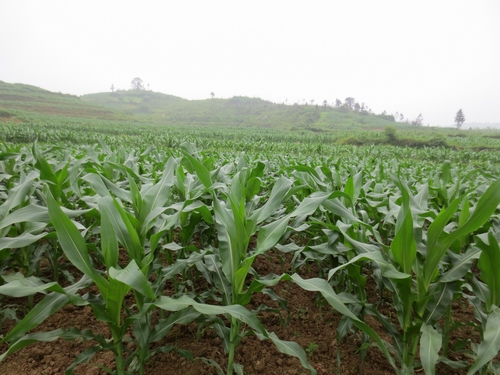 ͼΪ���׿�խ�и߲�����ʾ��Ƭһ��