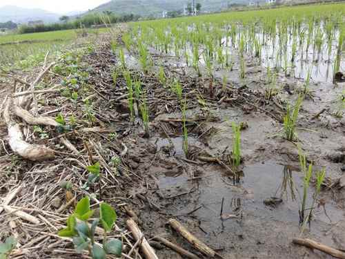 ���Ϲ�������ɫ���ؽڱ���Ч