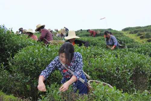 ���������Ժ��ɽ�������衱���迪��2