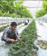 �Ĵ�˫��������ģʽ���Ѳ�ݮ��������