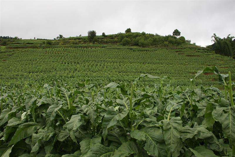 ����˫���ظ�ԭ��ɫũҵ����Ч��