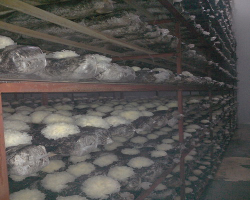 ������Ϫ����������������������Ͷ��