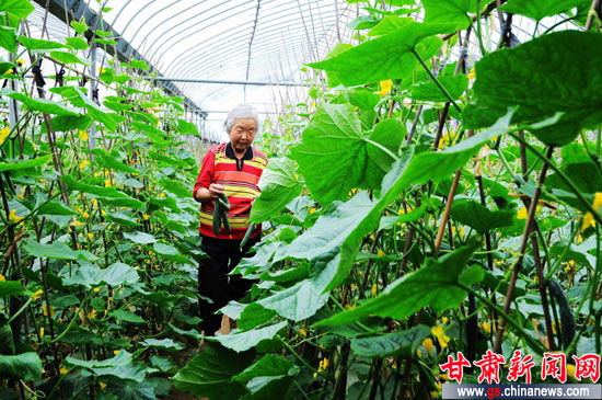 �߲˲�ҵ�ɸ������ũ�������¸���Ҫ����