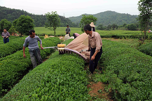 ������Դ��Ҷ�������