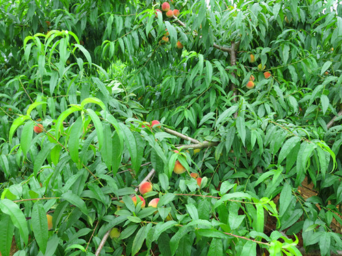 ����������פ��Ѳ�� ���������ũ