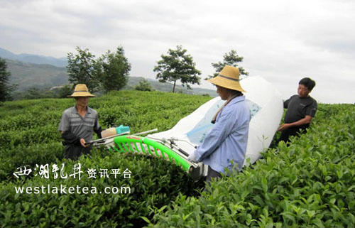 �㽭��̨����Ҷ��е����ժΪ��԰���������¸���