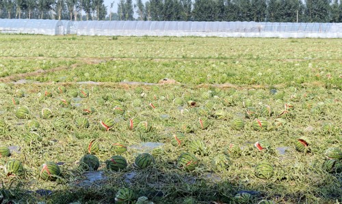 ���������Ӹ�ׯ���������Ϯ��4