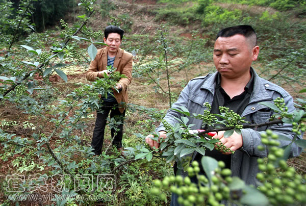 �Ĵ�����Ϧ��ɽ��չǧĶ��������