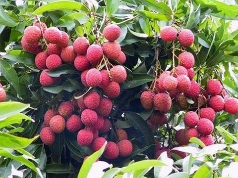 �㶫������ƽ��Ŵ���١���֦Զ������