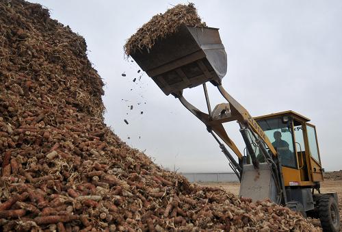 6��19�գ���ɽ����һ��Ģ����ֲ��ҵ�������������ոѡ�