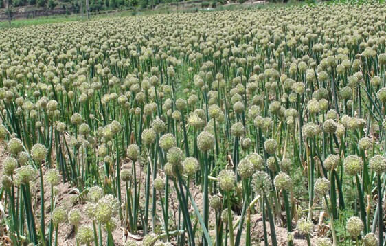 ���໪���ؼ�»�����ֲ����������������������ģ