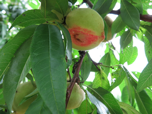 �����������ҹ������֡��� ר��������