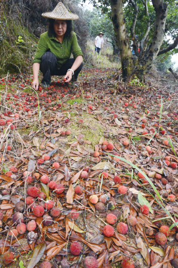 �������δ���� �㽭������÷������ʧ����