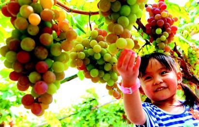 һλС���ڻ������ִ�ũҵ԰������԰��ժ����