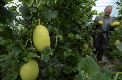 6��26�գ��ػ���ת�������׼Ҷ�ũ�����ջ������ܹϡ�