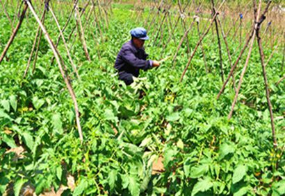 ������ز�ũ��ǿ�߲˹���