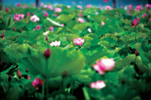 �㽭���ˣ�ʪ��ũҵ�ɻ�����