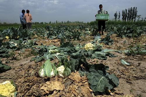 7��2�գ������ĺ����س�������ʮ���壬ũ�����ղ˻���