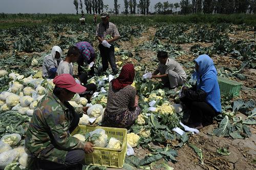 7��2�գ������ĺ����س�������ʮ���壬ũ�����ղ˻���