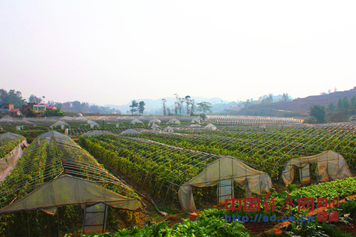 ��ɽ��ũҵ԰���еĴ����߲ˣ���ɽ���ṩ��