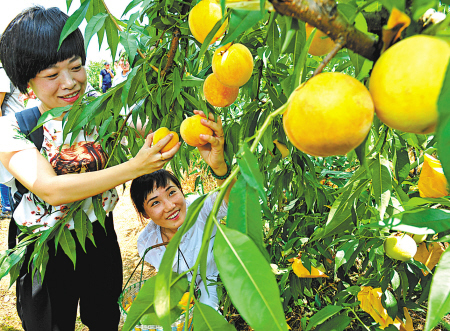 浙江奉化:“黄金蜜桃”崭露头角