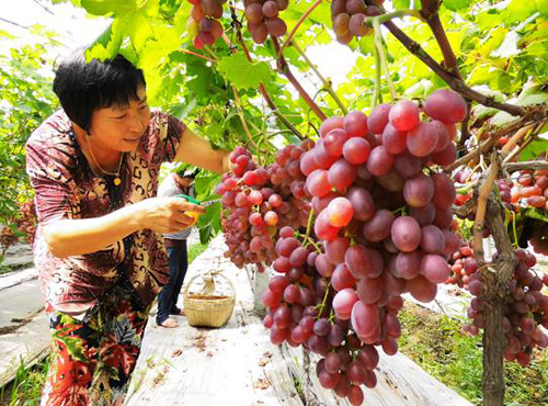 �Ĵ���ɽ��������