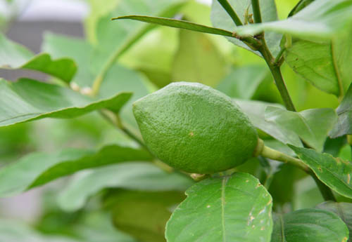 ����֦ͷ�ϵ���ɫ���ʹ���